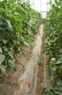Green house vegetable Stock Photos