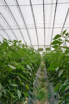 Green house vegetable Foto stock