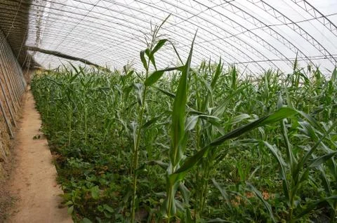 Green house vegetable Stock Photos