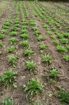 Green house vegetable Stock Photos