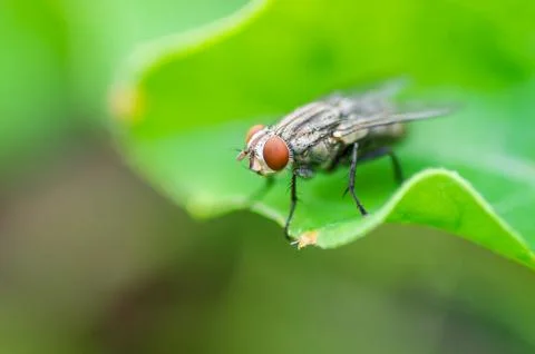 Green housefly Stock Photos
