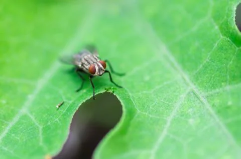 Green housefly Stock Photos