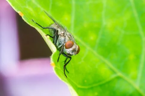 Green housefly Stock Photos