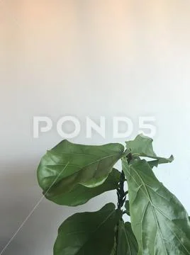 Green houseplant ficus Iyrata or banyan tree with teak leaf Stock Photos