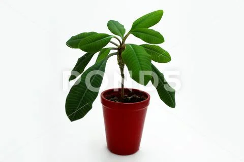 Green houseplant in red pot isolated on white. Stock Photos
