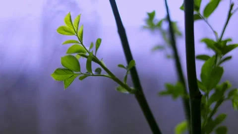 Green houseplant in sharp focus with blurred window and white tulle curtain Video stock 338180866