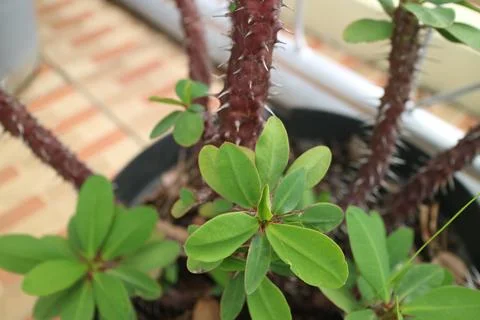 Green houseplant with thorny stem Stockfoto's