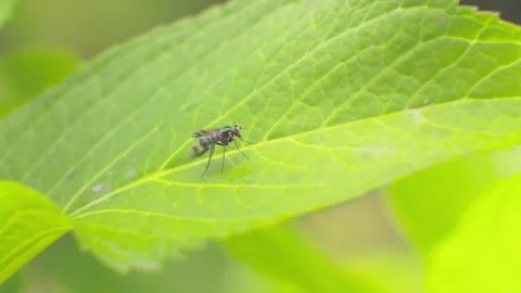 A green hoverfly walks rapidly on a hydrangea leaf Video stock 342567870