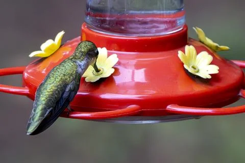Green Hummingbird Drinking Stock Photos