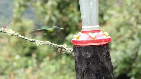 Green Hummingbird Hovering and Perching at Zuroloma Feeder 스톡 동영상 331081640