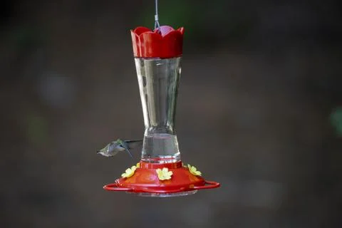 Green Hummingbird Hovering Stock Photos