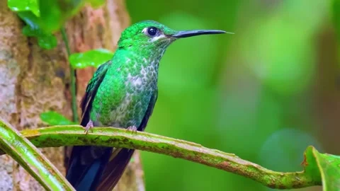 Green Hummingbird Perched Stock Footage 323140224