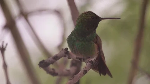 Green hummingbird perched on tree Stock-Footage 75053262
