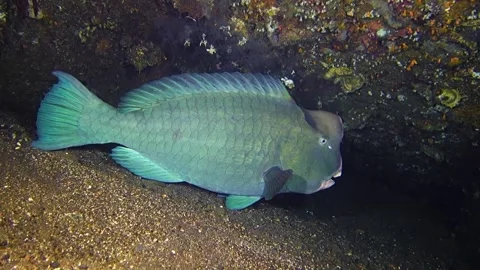 Green humphead parrotfish Stock Footage 135237651