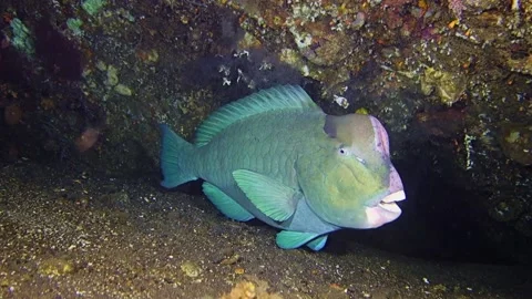 Green humphead parrotfish Video stock 135237659