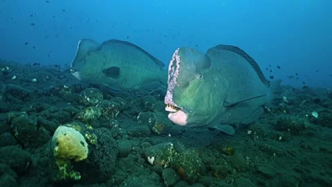 Green humphead parrotfish 動画素材 135237669