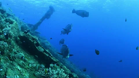 Green Humphead Parrotfish. Stock Footage 154880707
