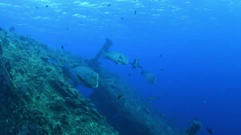 Green Humphead Parrotfish. Stock Footage 154880717