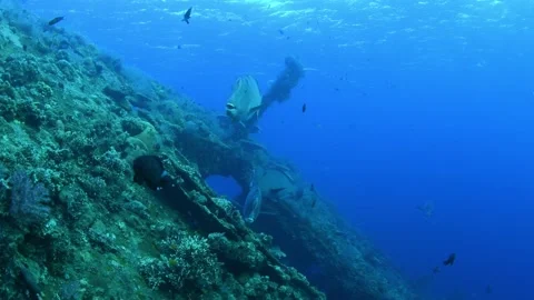 Green Humphead Parrotfish. Stock Footage 154880720