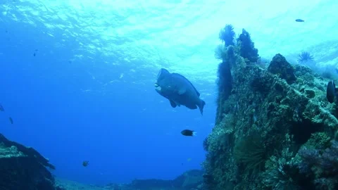 Green Humphead Parrotfish. Stock Footage 154880722