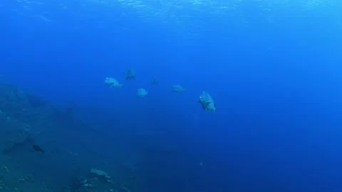 Green Humphead Parrotfish. Stock Footage 154880791