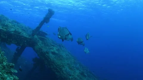 Green Humphead Parrotfish. Stock Footage 154880899
