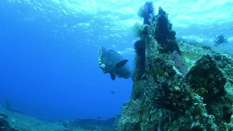 Green Humphead Parrotfish. Stock Footage 154880907