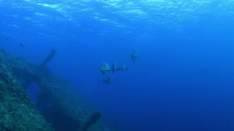 Green Humphead Parrotfish. Stock Footage 154880972