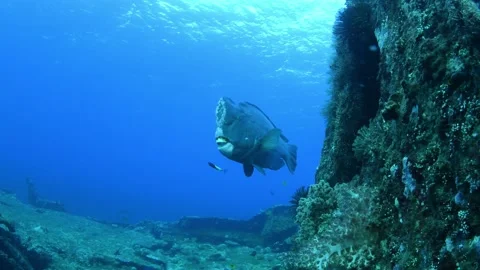 Green Humphead Parrotfish. Stock Footage 154881014