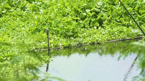 Green hyacinth in the river. Stock Footage 134329627