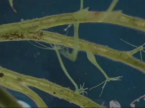 Green Hydra with algae Stock Footage 71374310
