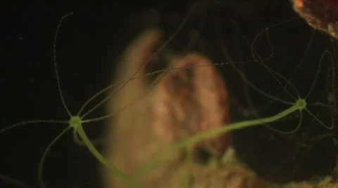 Green Hydra with extended tentacles Vidéo 343966