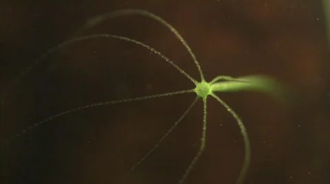 Green Hydra with extended tentacles Vidéo 344069