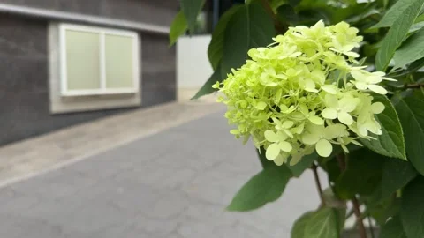 Green Hydrangea and Leaves Swaying in Breeze on Cloudy Summer Day Stock Footage 342343771