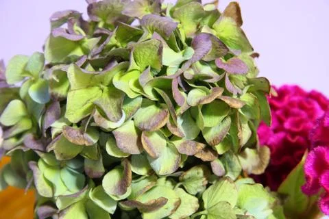 Green hydrangea arrangement close up Stock Photos