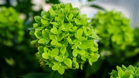Green Hydrangea Bloom A Vibrant Explosion of Natural Beauty in Full Bloom Stock Photos