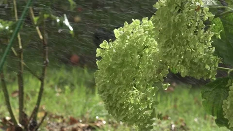 Green hydrangea blossom splashed by water atomizer at sunny day. close up Stock Footage 248460276