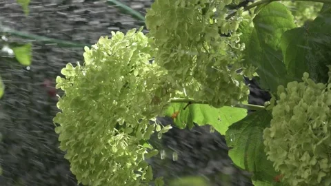Green hydrangea blossom splashed by water atomizer at sunny day. close up Video stock 248527590