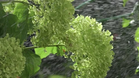 Green hydrangea blossom splashed by water atomizer at sunny day. close up Video stock 248527597