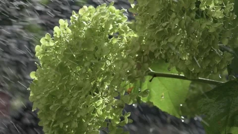 Green hydrangea blossom splashed by water atomizer at sunny day. close up Video stock 258480608