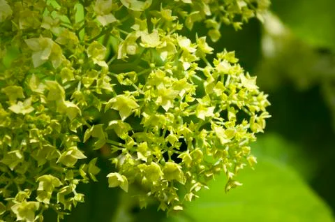 Green hydrangea flower background, copy space. Botanical. Blooming season. Foto stock