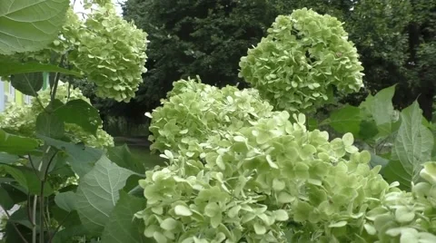 Green Hydrangea flower background Stock Footage 53841230