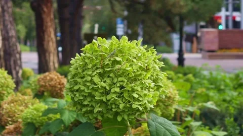 Green Hydrangea Flower Blooming in an Urban Park in Almaty Kazakhstan Vídeos de archivo 346389793