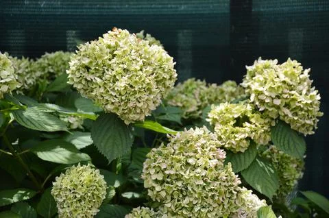 Green Hydrangea flowers. Changing colours of matured hydrangea flowers Stock Photos