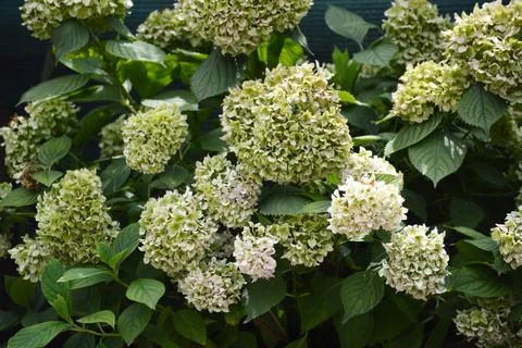 Green Hydrangea flowers. Changing colours of matured hydrangea flowers. Stock Photos