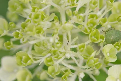 Green hydrangea flowers panoramic border, banner, wedding romantic background Foto stock