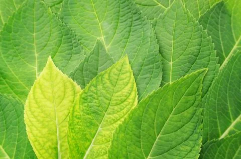 Green hydrangea leaf for a background. Stock Photos