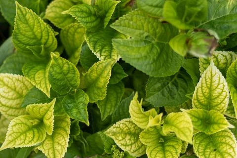Green Hydrangea leaves. Fotos de archivo