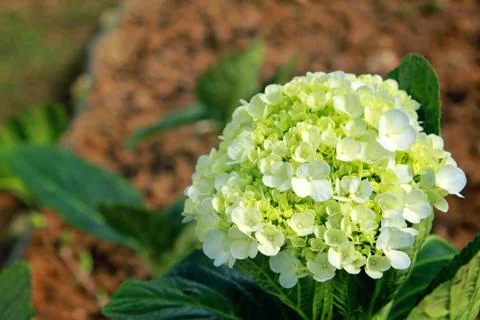 Green hydrangea Stock Photos