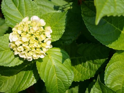 Green hydrangea Stock Photos
